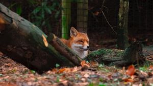 Preview wallpaper fox, brown, animal, trees