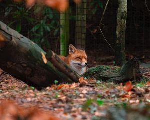 Preview wallpaper fox, brown, animal, trees