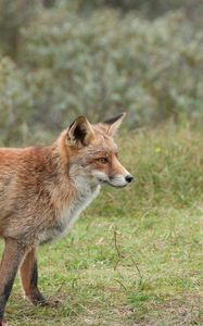 Preview wallpaper fox, brown, animal, wildlife