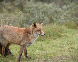 Preview wallpaper fox, brown, animal, wildlife