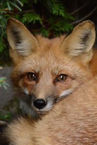 Preview wallpaper fox, bushes, sitting, furry