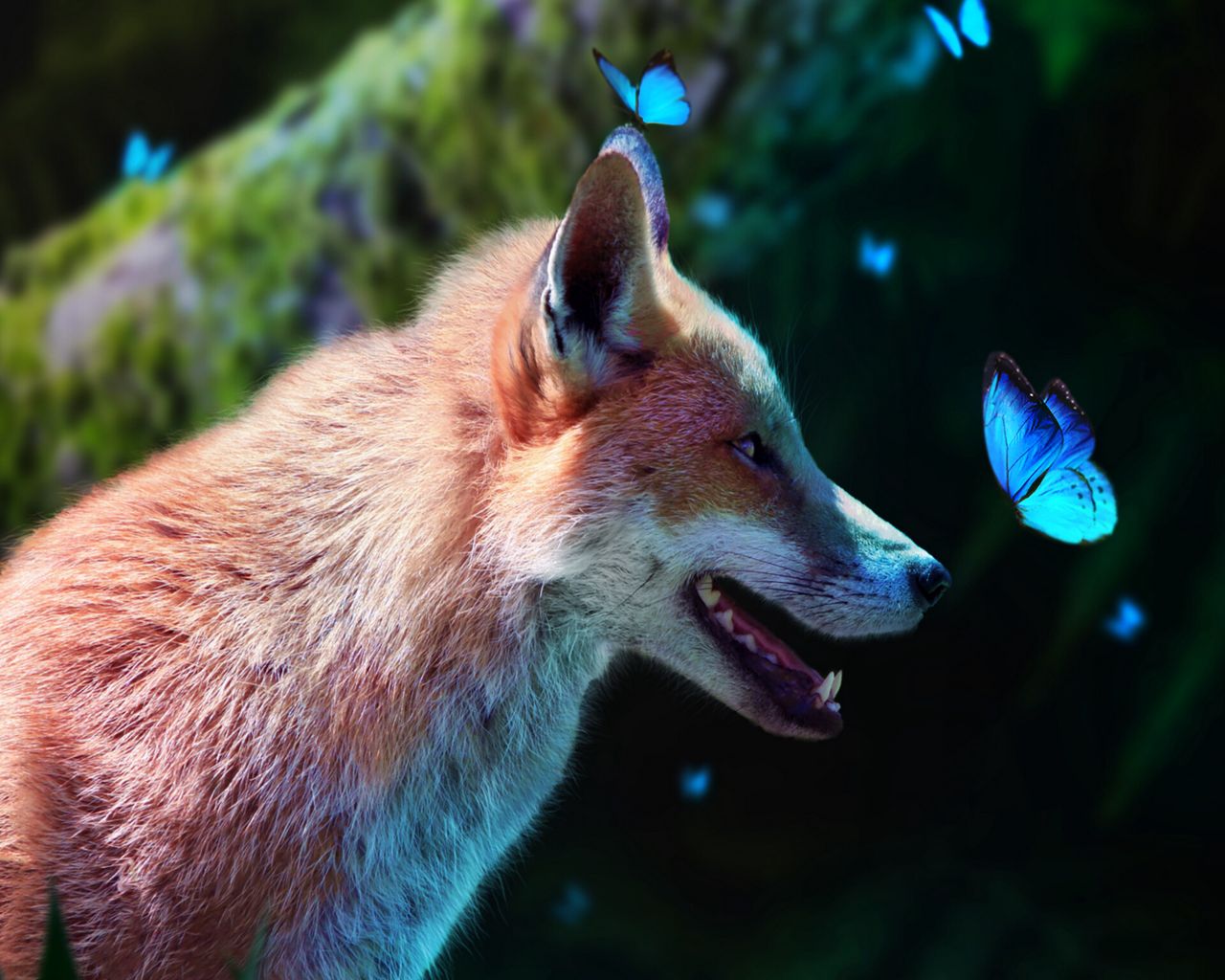 Foxes amazing. Синяя лиса. Лисичка с голубыми глазами. «Лиса в лесу». Обои лисы.