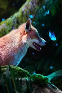 Preview wallpaper fox, butterflies, cute, animal, wildlife