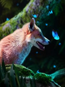 Preview wallpaper fox, butterflies, cute, animal, wildlife