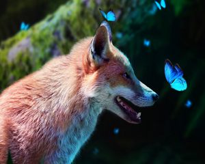 Preview wallpaper fox, butterflies, cute, animal, wildlife