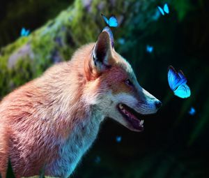 Preview wallpaper fox, butterflies, cute, animal, wildlife