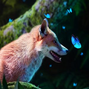 Preview wallpaper fox, butterflies, cute, animal, wildlife