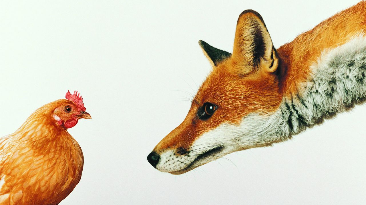 Wallpaper fox, chicken, white background