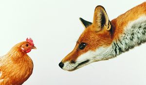 Preview wallpaper fox, chicken, white background