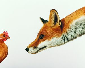 Preview wallpaper fox, chicken, white background