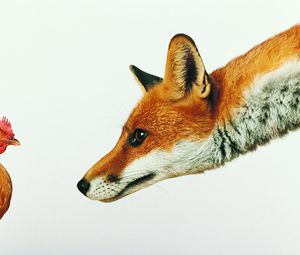 Preview wallpaper fox, chicken, white background