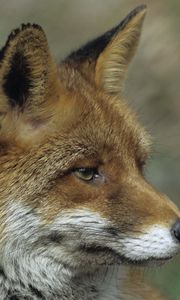 Preview wallpaper fox, close up, face