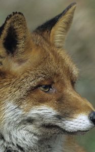 Preview wallpaper fox, close up, face