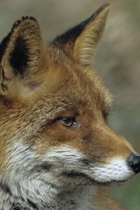 Preview wallpaper fox, close up, face