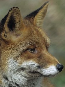 Preview wallpaper fox, close up, face