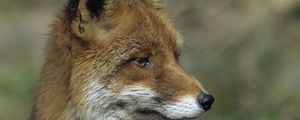 Preview wallpaper fox, close up, face