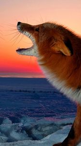 Preview wallpaper fox, conflict, sunset