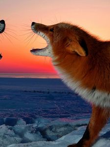 Preview wallpaper fox, conflict, sunset