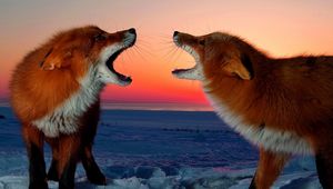 Preview wallpaper fox, conflict, sunset