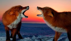 Preview wallpaper fox, conflict, sunset