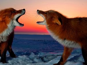 Preview wallpaper fox, conflict, sunset