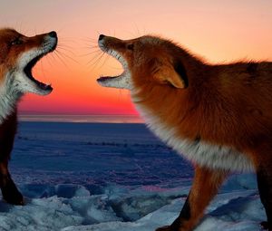 Preview wallpaper fox, conflict, sunset