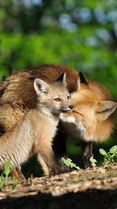 Preview wallpaper fox, couple, baby, grass, trees