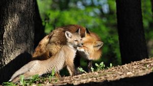 Preview wallpaper fox, couple, baby, grass, trees