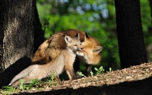 Preview wallpaper fox, couple, baby, grass, trees