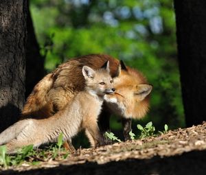 Preview wallpaper fox, couple, baby, grass, trees