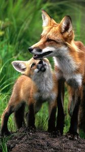 Preview wallpaper fox, couple, baby, grass