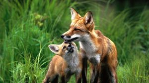 Preview wallpaper fox, couple, baby, grass