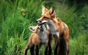 Preview wallpaper fox, couple, baby, grass