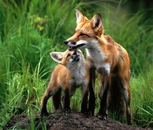 Preview wallpaper fox, couple, baby, grass