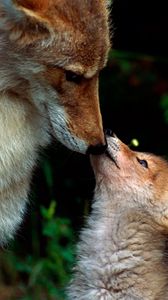 Preview wallpaper fox, couple, baby, care