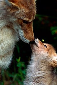 Preview wallpaper fox, couple, baby, care