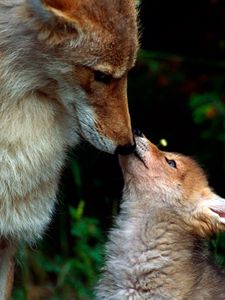 Preview wallpaper fox, couple, baby, care