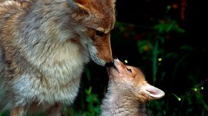 Preview wallpaper fox, couple, baby, care