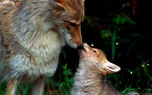 Preview wallpaper fox, couple, baby, care