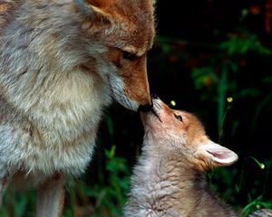 Preview wallpaper fox, couple, baby, care