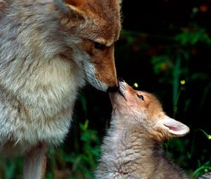 Preview wallpaper fox, couple, baby, care