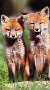 Preview wallpaper fox, couple, cubs, grass