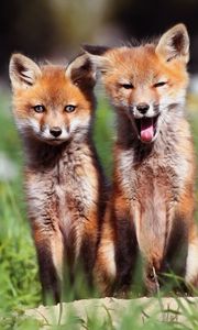 Preview wallpaper fox, couple, cubs, grass