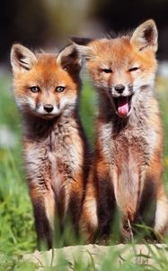 Preview wallpaper fox, couple, cubs, grass