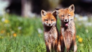 Preview wallpaper fox, couple, cubs, grass