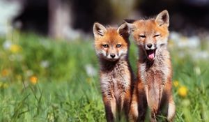 Preview wallpaper fox, couple, cubs, grass