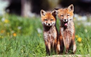 Preview wallpaper fox, couple, cubs, grass