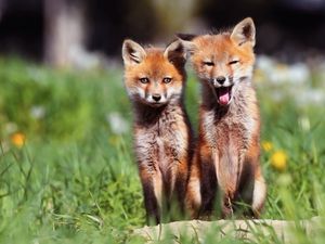 Preview wallpaper fox, couple, cubs, grass