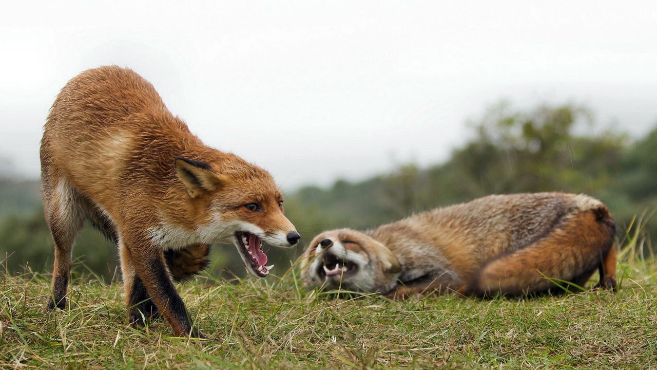 Wallpaper fox, couple, fighting, aggression, grass