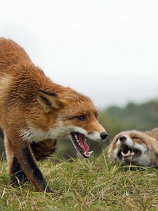 Preview wallpaper fox, couple, fighting, aggression, grass